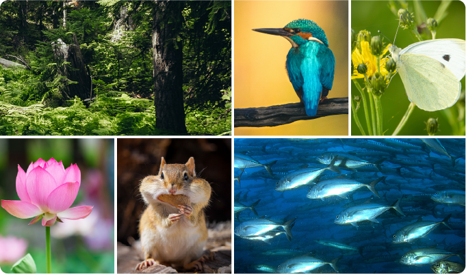 森・野鳥・蝶・花・小動物・魚たちの営み